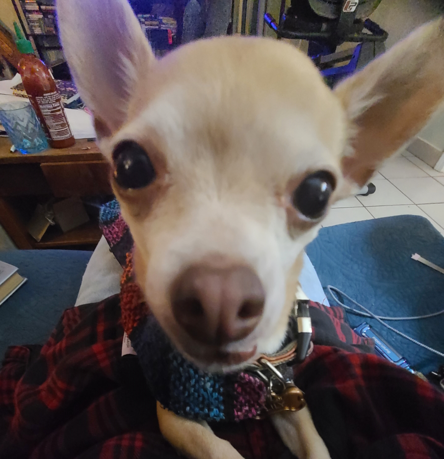An extreme close-up of Lily, a small blonde shorthair chihuahua
